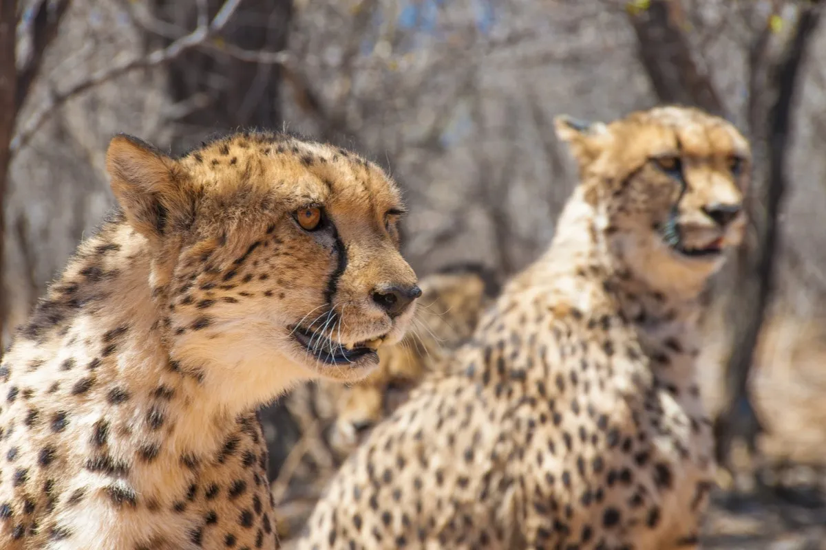 4 Day Etosha and Swakopmund Adventure